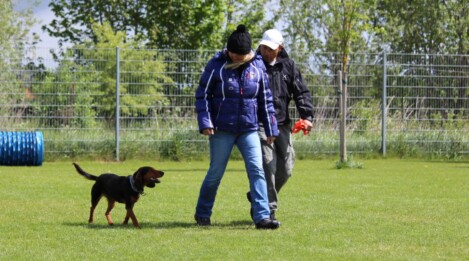 Hundeschule München mit Privatunterricht